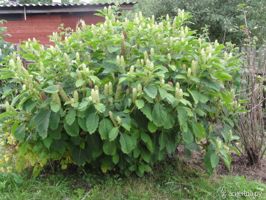 Лаконос фитолакка на грядке