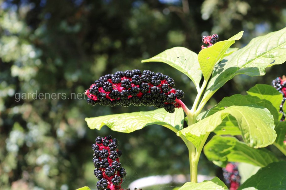 Фитолакка Американа