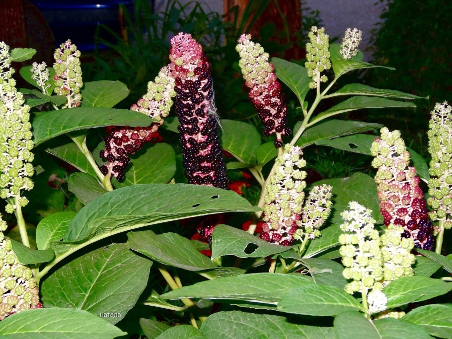 Фитолакка лаконос