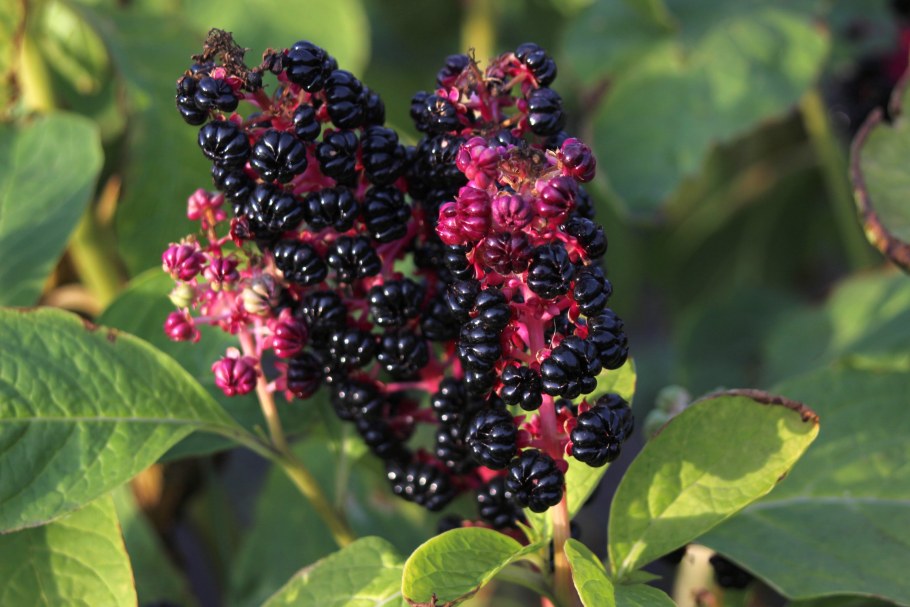 Лаконос американский