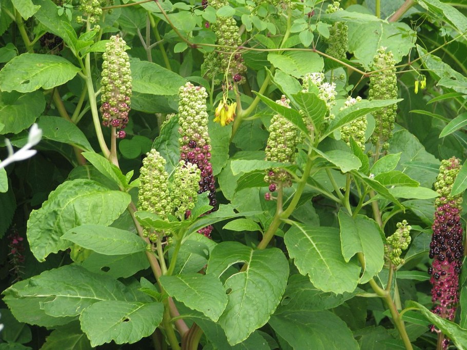 Лаконос фитолакка костянковая