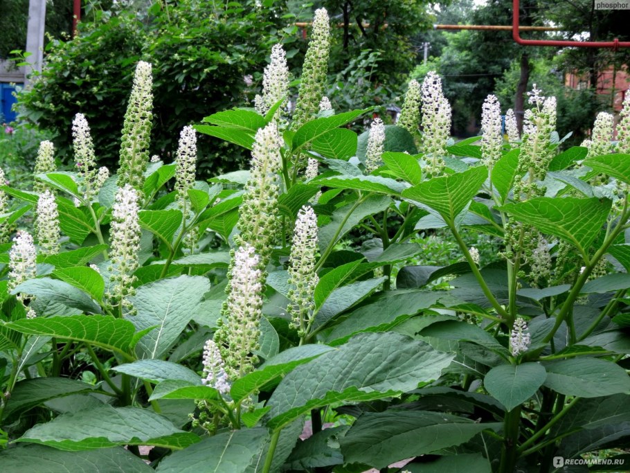 Фитолакка лаконос