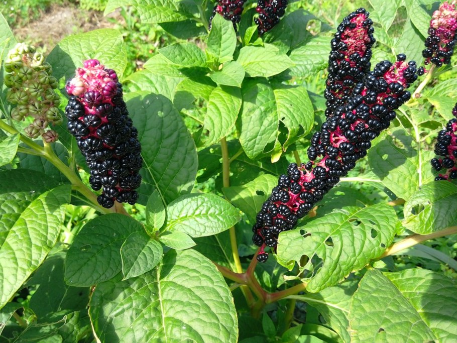 Фитолакки (лаконоса)