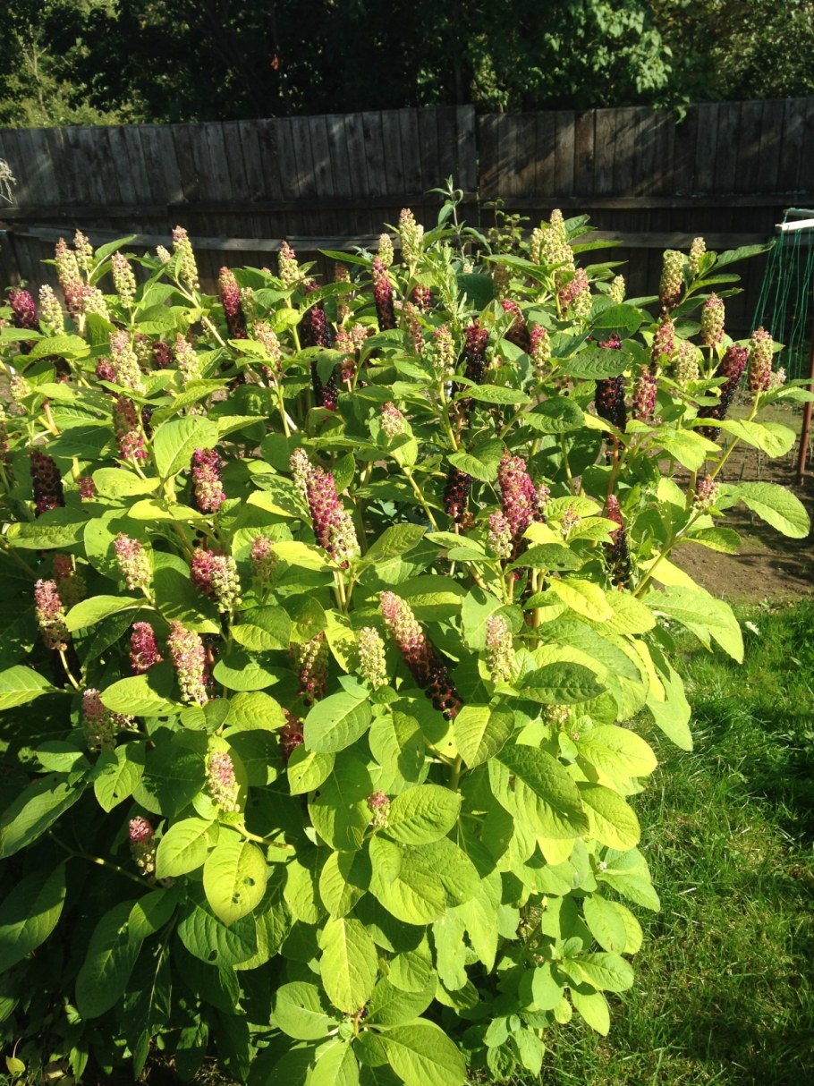 Абхазский лаконос