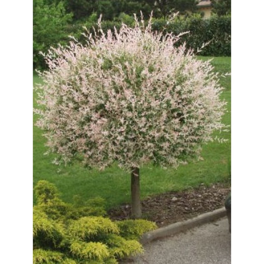 Ива Хакуро нишики кустовая