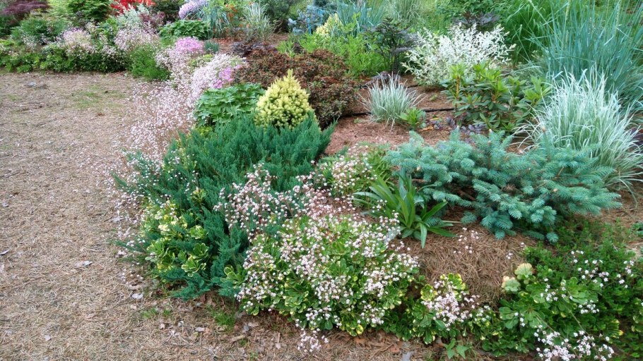 Ива Хакуро нишики в миксбордере