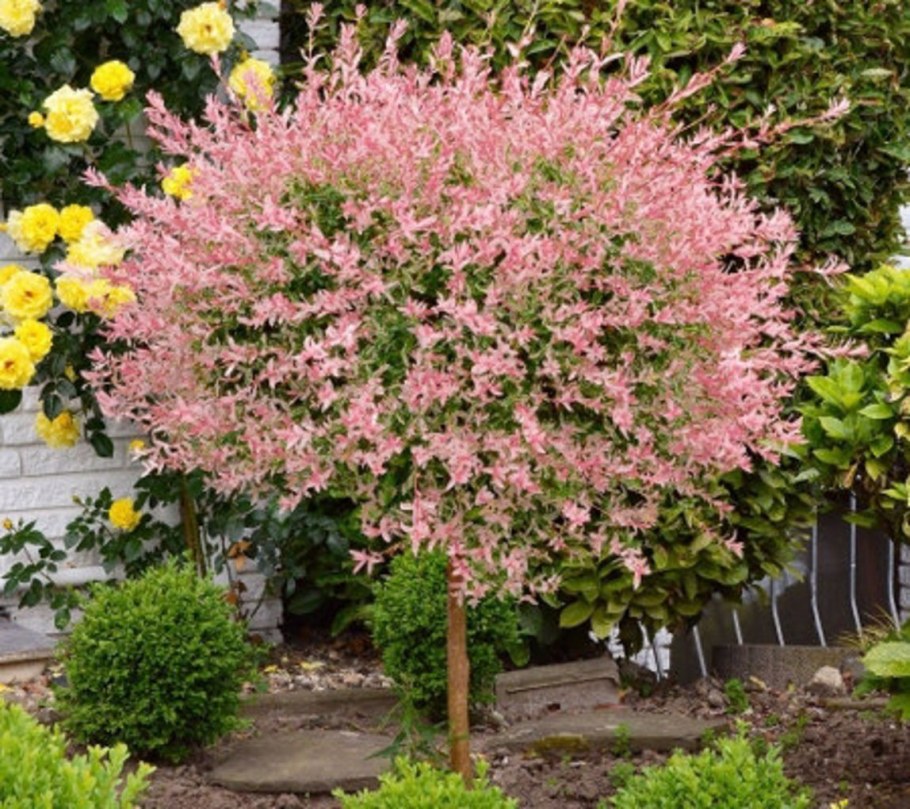 Ива Хакуро нишики