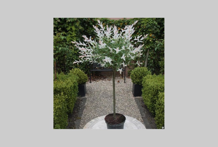 Ива на штамбе "Hakuro-Nishiki"