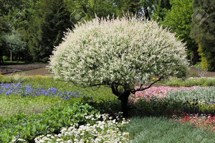 Стрижка ивы Хакуро нишики