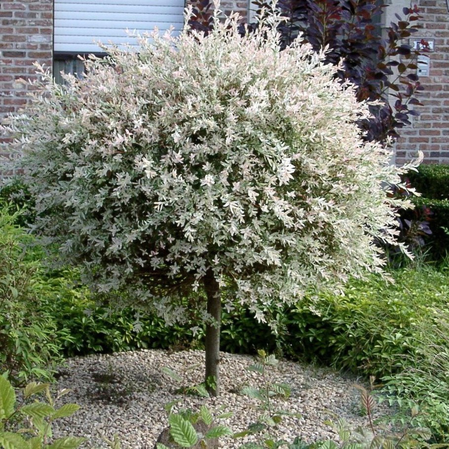 Ива цельнолистная Хакуро-нишики