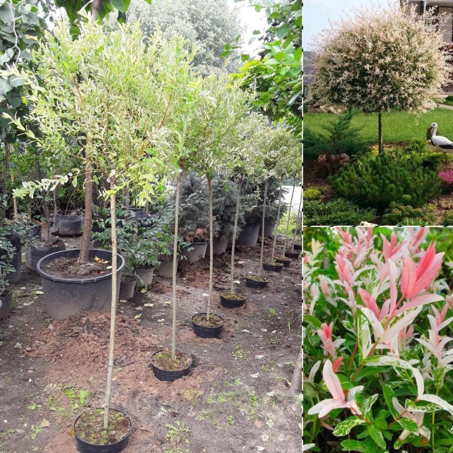 Ива цельнолистная Хакуро-нишики