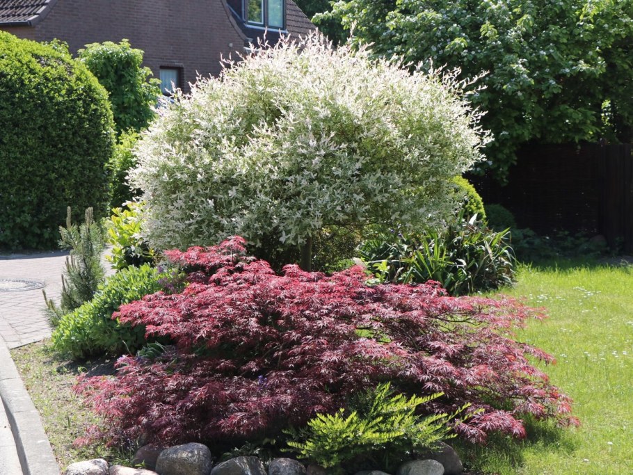 Ива Хакуро куст