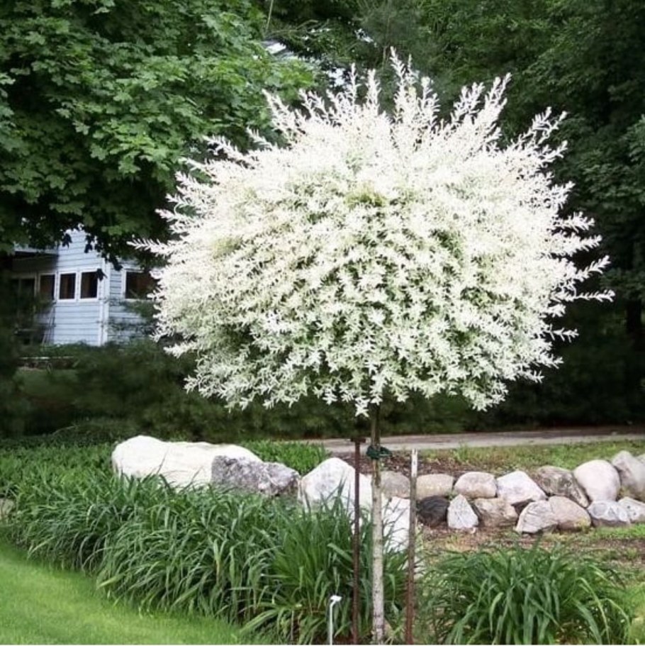 Ива цельнолистная Hakuro Nishiki