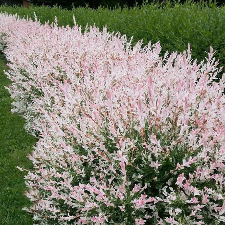 Ива цельнолистная Хакуро-нишики