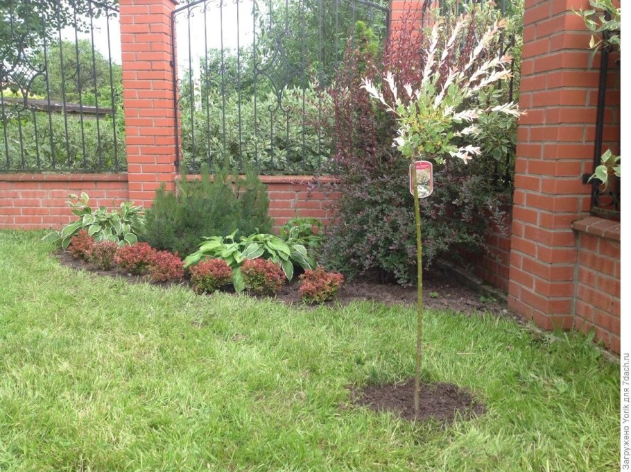 Ива Хакуро нишики не на штамбе