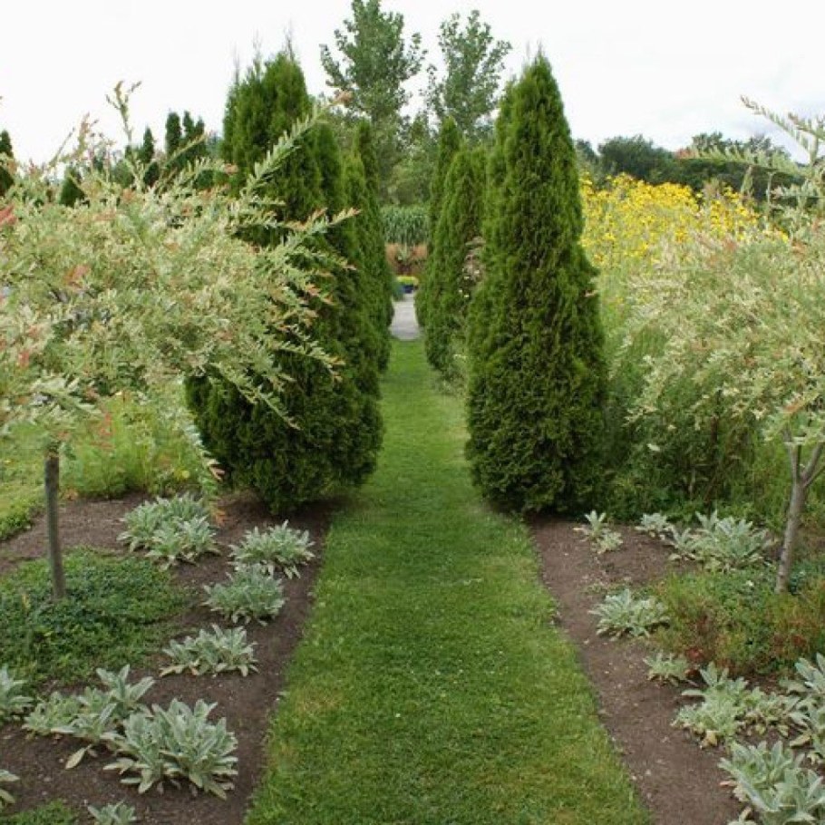 Ива Хакуро нишики в миксбордере