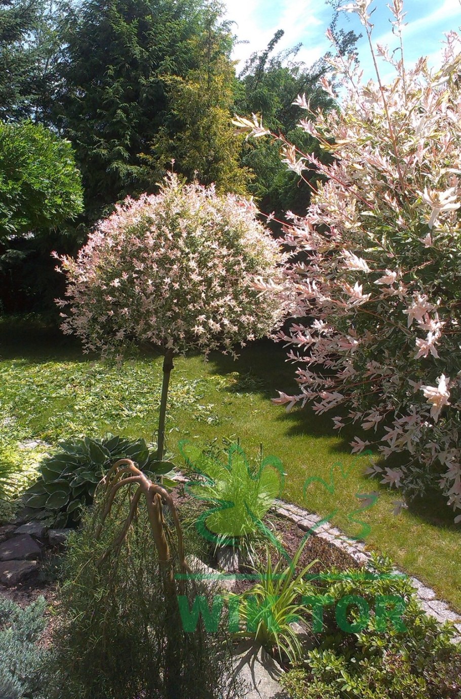 Ива Козья Хакуро нишики