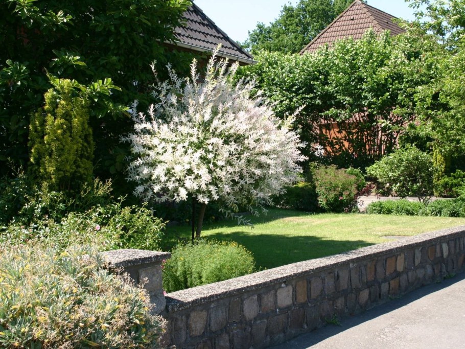 Ива цельнолистная Хакуро-нишики