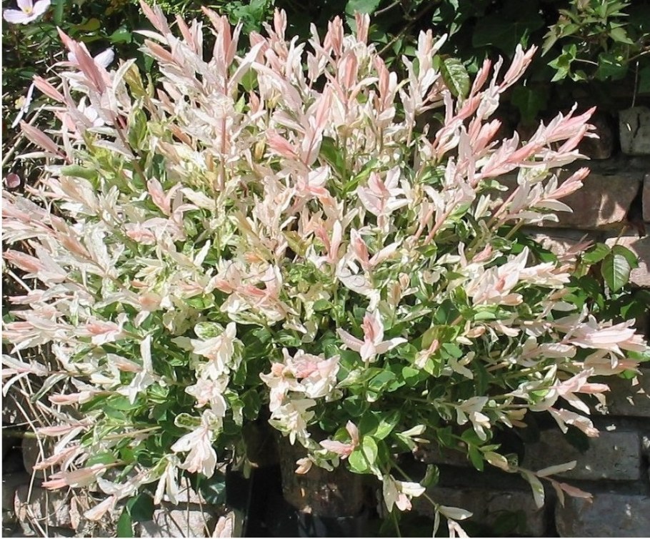 Ива цельнолистная (Salix Integra Hakuro Nishiki)