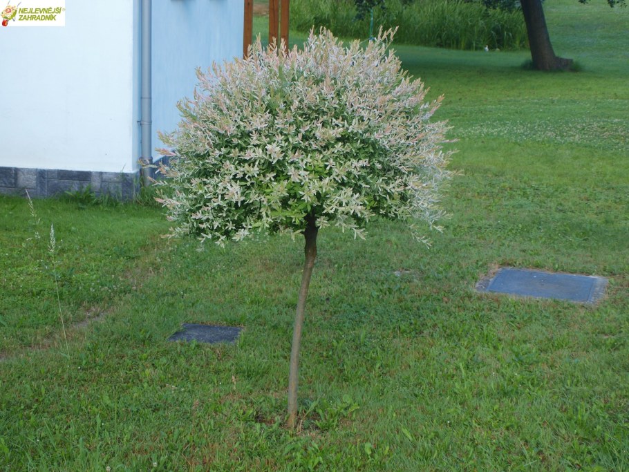 Ива цельнолистная Хакуро