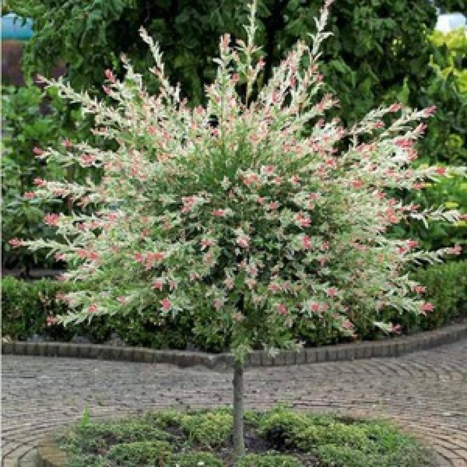 Ива цельнолистная Хакуро-нишики