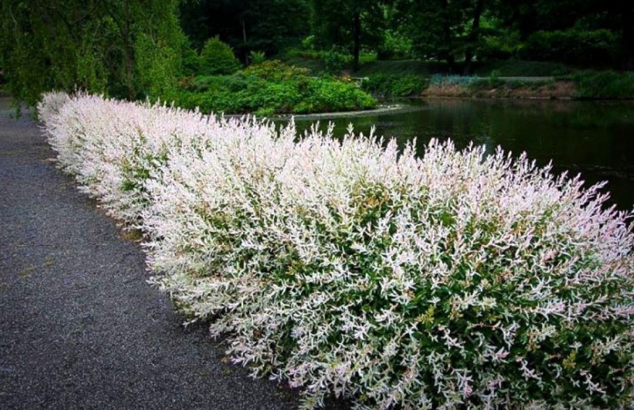 Ива цельнолистная Хакуро нишики Salix Integra Hakuro Nishiki