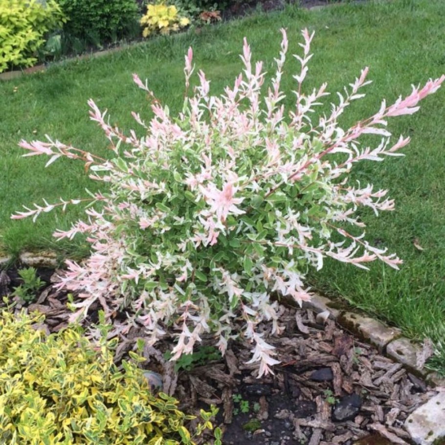 Ива цельнолистная (Salix Integra Hakuro Nishiki)