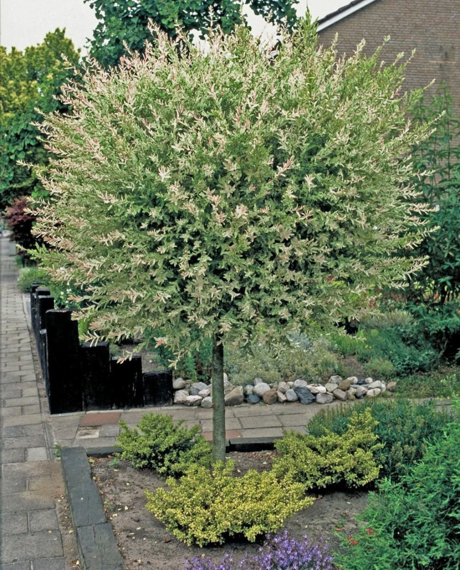 Штамбовая Ива Хакуро нишики