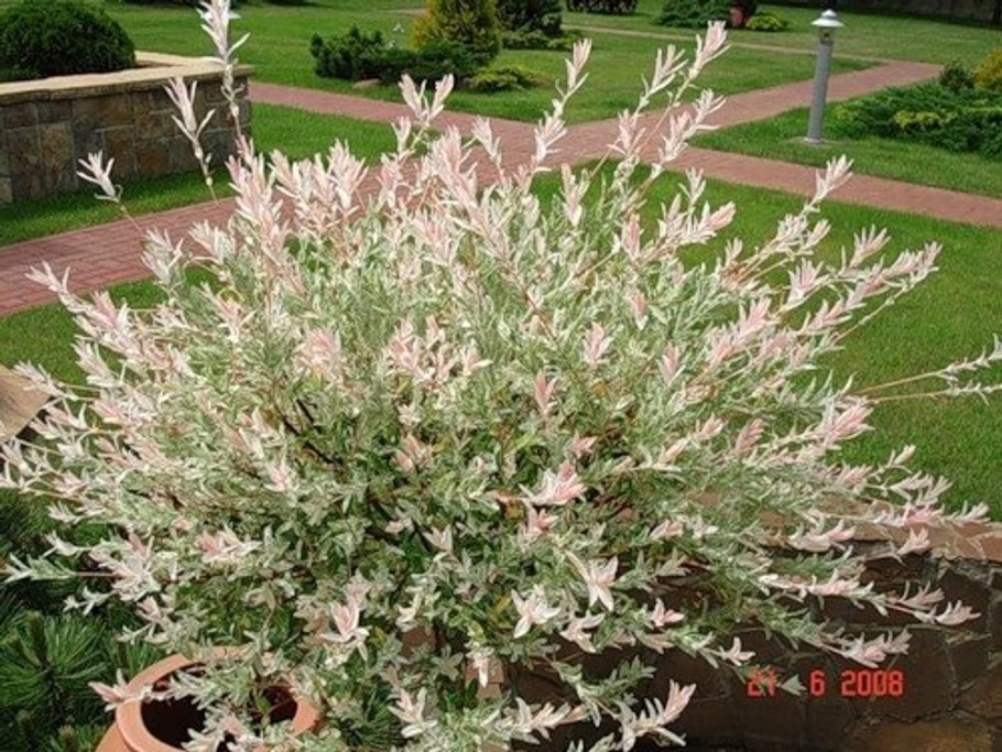 Ива цельнолистная (Salix Integra Hakuro Nishiki)