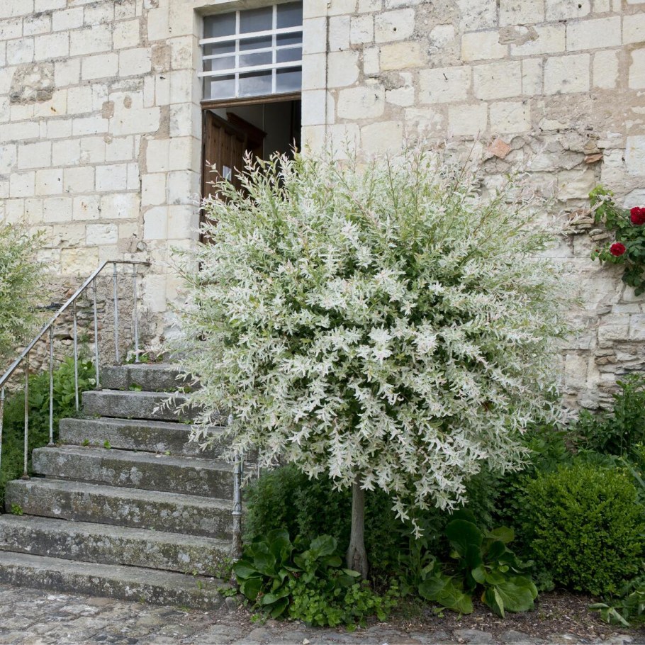 Ива Хакуро нишики