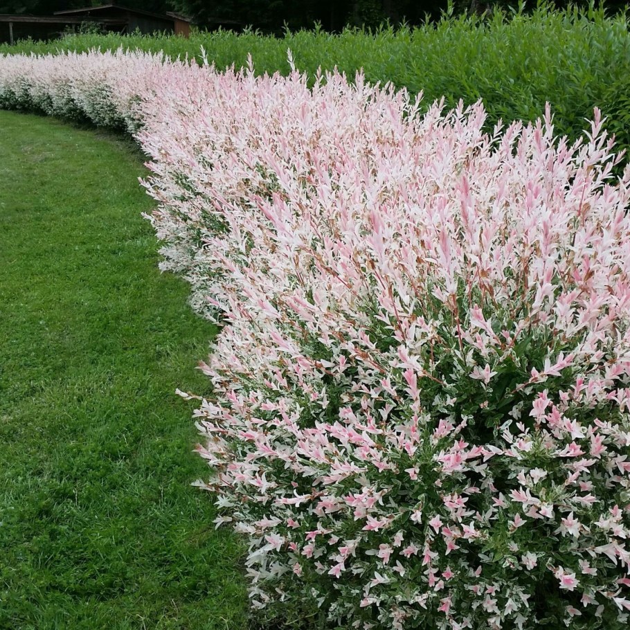 Японская Ива Хакуро нишики