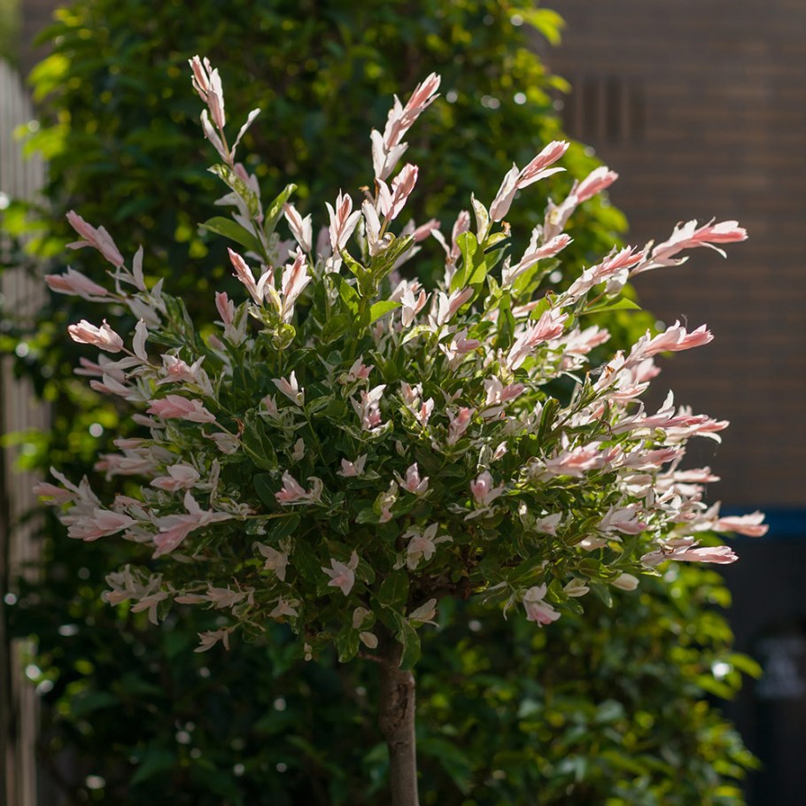 Ива цельнолистная Фламинго