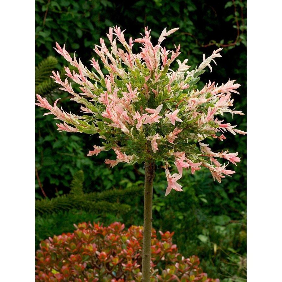 Ива цельнолистная Hakuro Nishiki