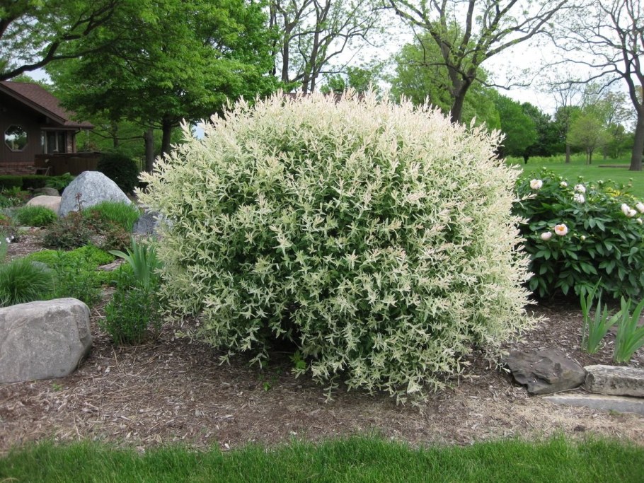 Ива Хакуро нишики