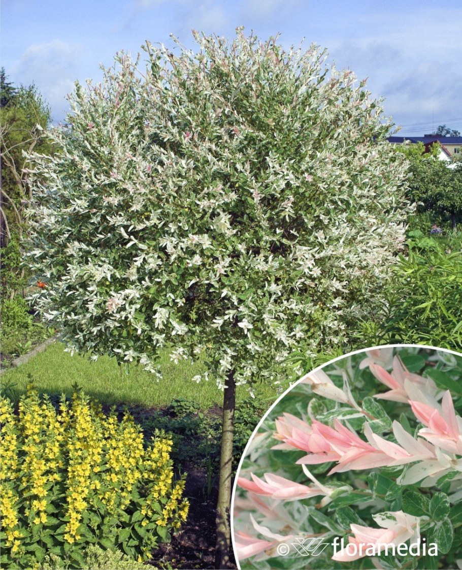 Японская Ива Хакуро нишики