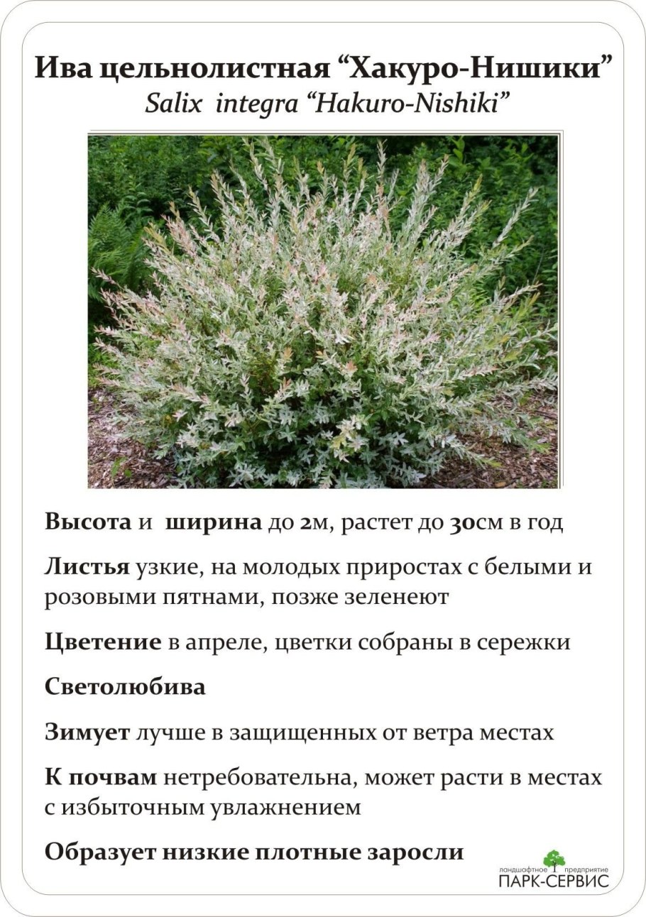 Ива цельнолистная Хакуро-нишики