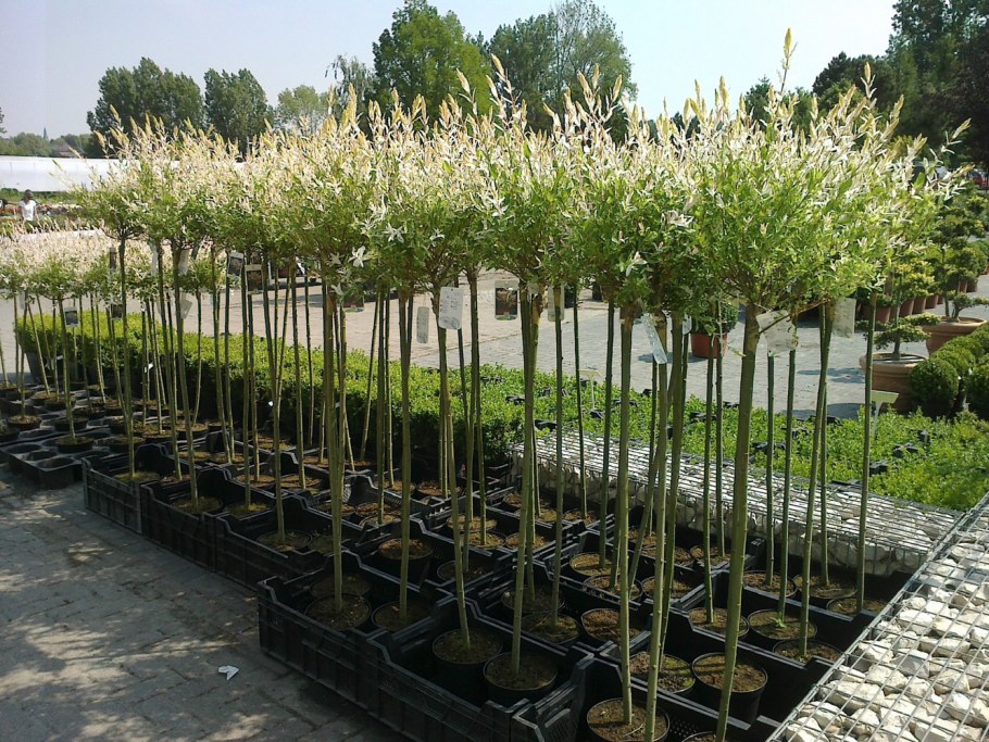 Японская Ива Хакуро нишики