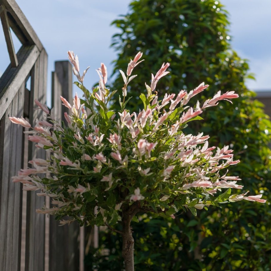 Ива цельнолистная Хакуро-нишики