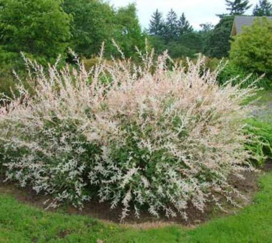 Ива цельнолистная (Salix Integra Hakuro Nishiki)