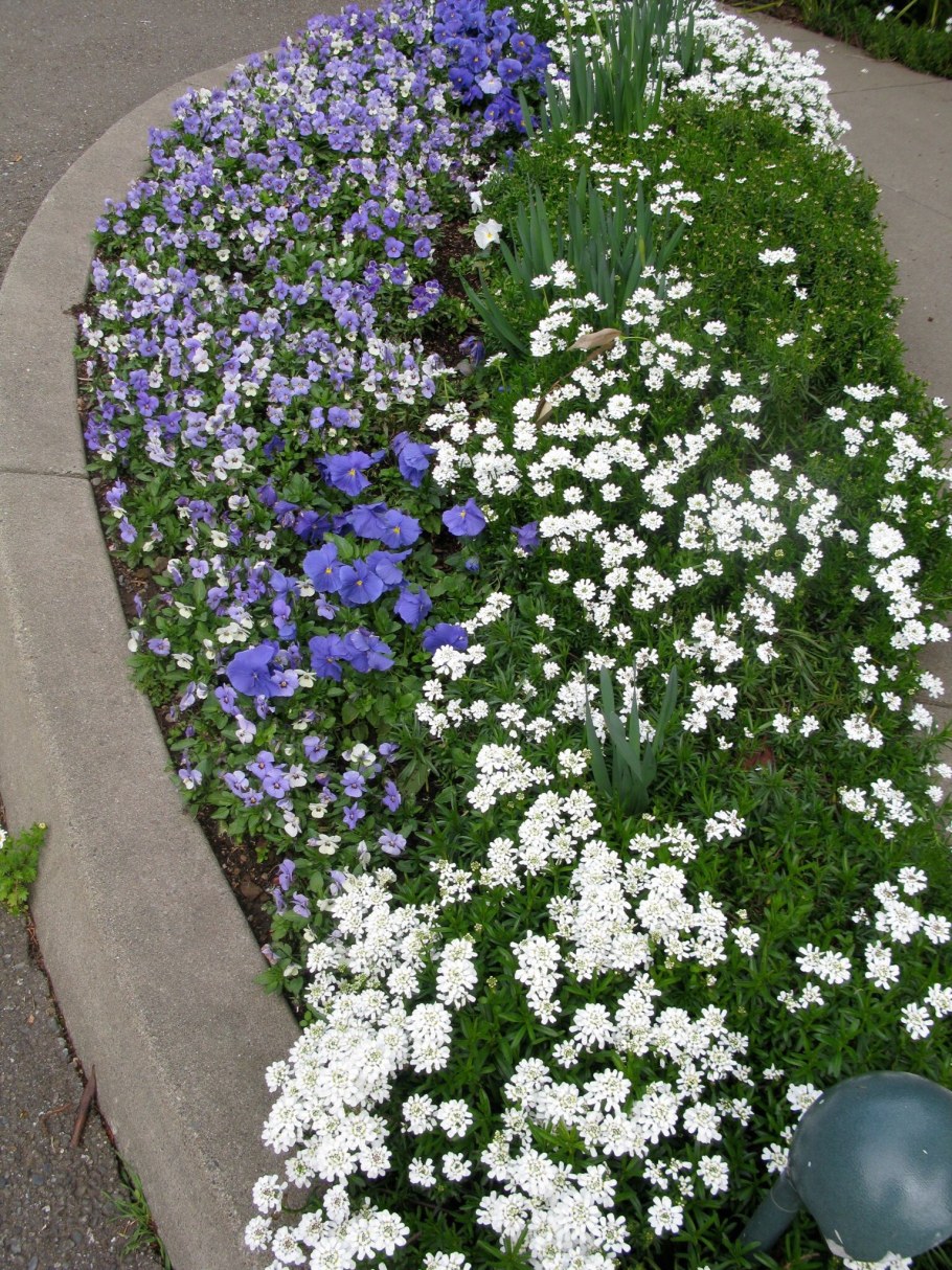 Иберис однолетний