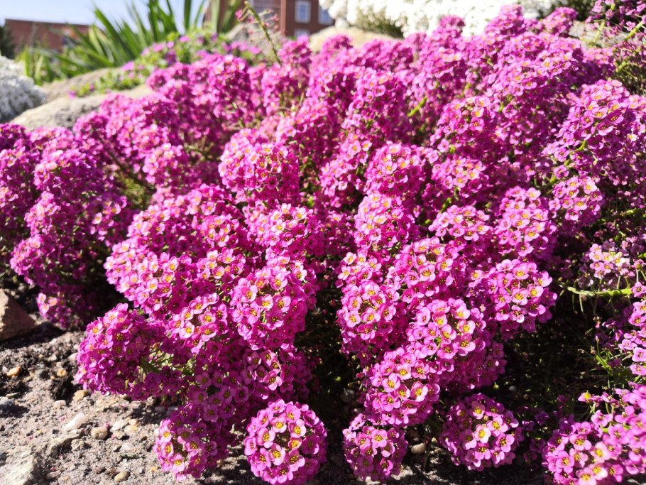 Иберис цветок