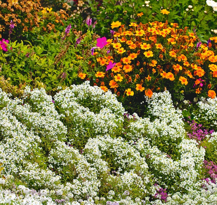 Алиссум многолетний