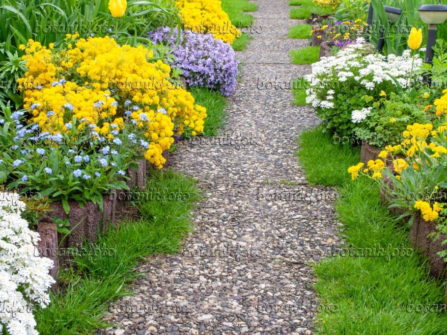 Алиссиум вдоль дорожек
