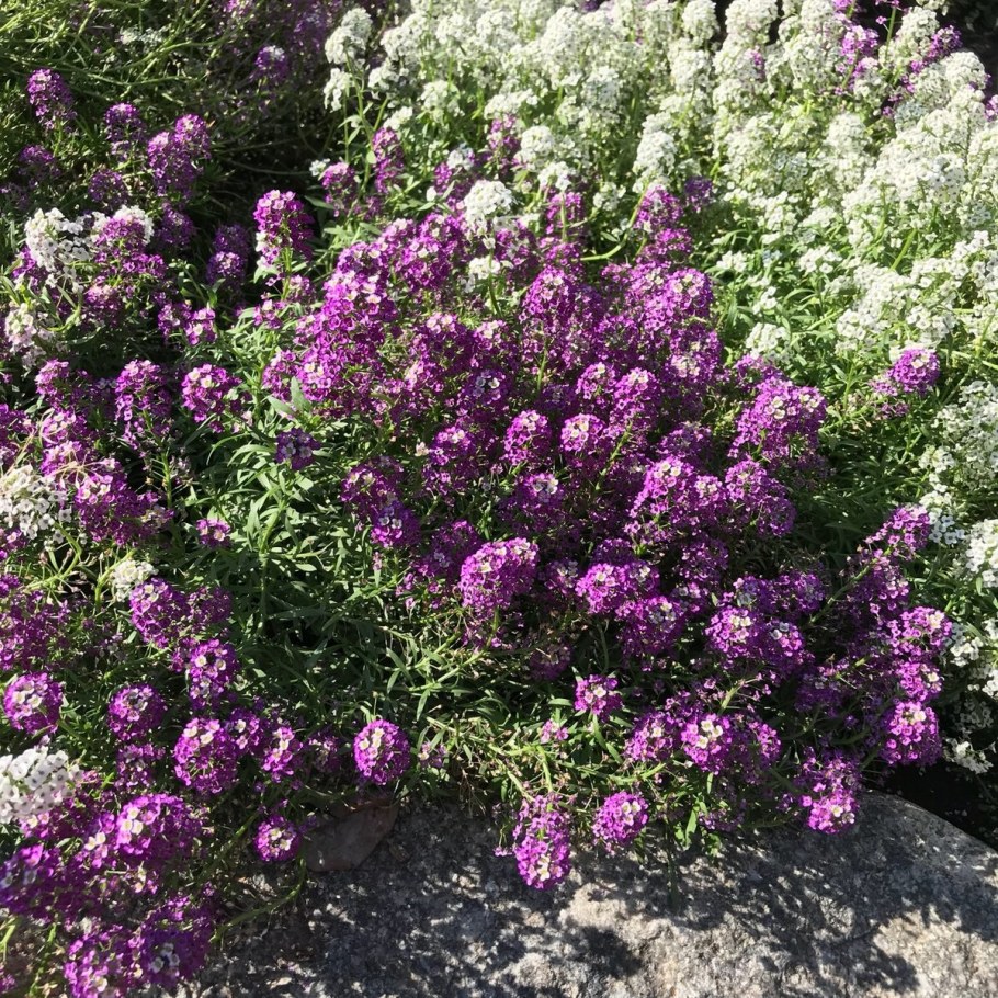 Алиссум фиолетовая Королева
