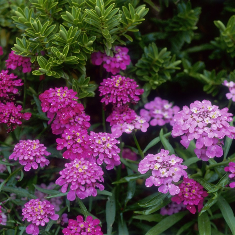 Иберис умбеллата