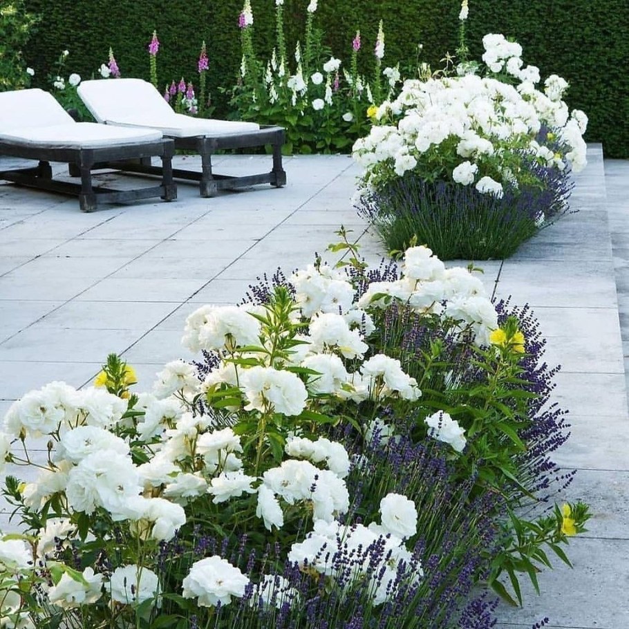 Моноцветник белый