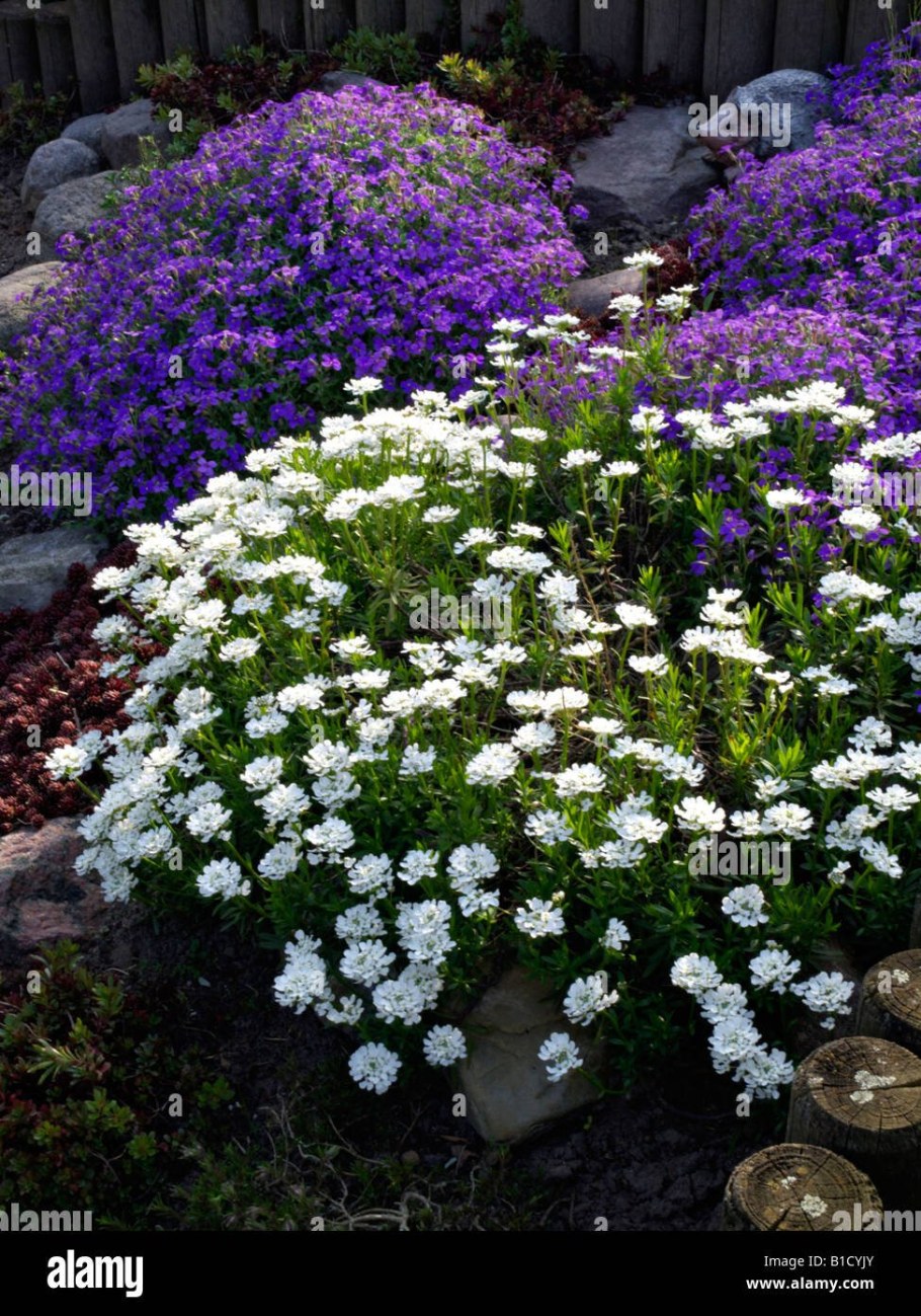 Иберис многолетний