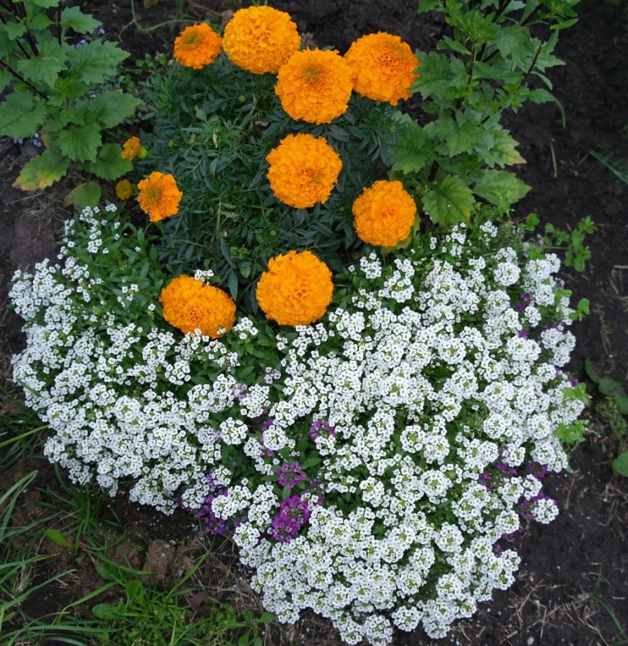 Алиссум и бархатцы