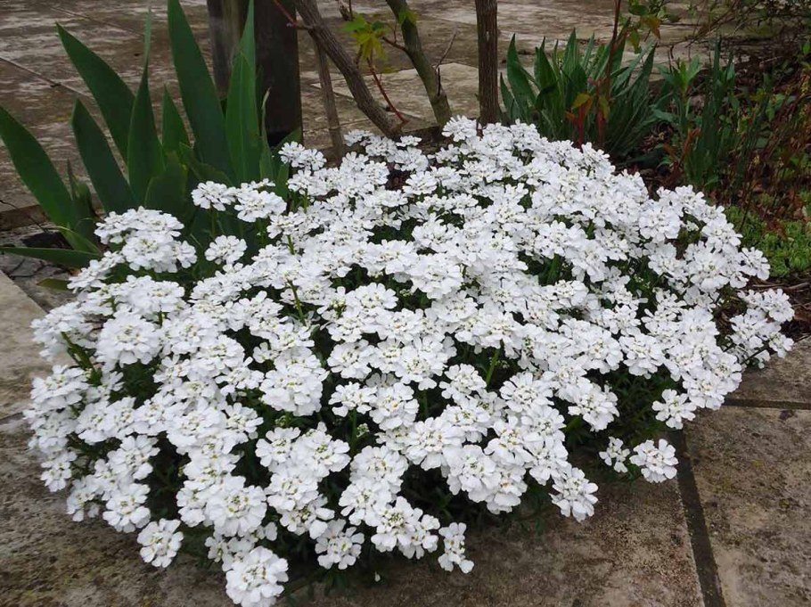 Иберис Сноуфлейк