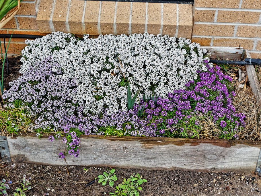 Лобелия и лобулярия